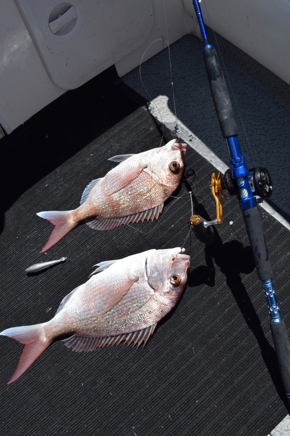 Victor TYA5R Light Jigging Reel Tested Impressive – Tica Fishing Tackle